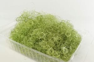 Engelshaar Pistazie 90018-50-505 -