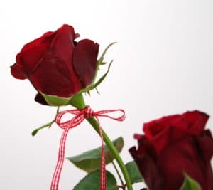 Rote Rose mit Vichy-Karo - Valentinstag -