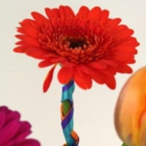 cropped-Gerbera_buntes_Satinband_100dpi_k.jpg -